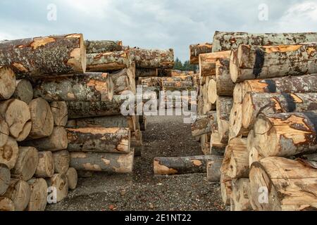 Stapel von Holzstämmen im Feld für die Forstwirtschaft. Linie Seite an Seite Holzstapel. Stockfoto