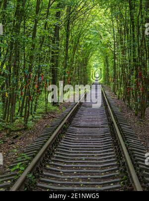 Love Tunnel (Eisenbahnstrecke im Wald bei Kleva, Ukraine. So genannt, weil vorher auf diese Weise Mädchen aus einem nahe gelegenen Dorf und Soldaten aus Stockfoto