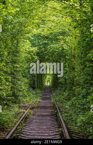 Love Tunnel (Eisenbahnstrecke im Wald bei Kleva, Ukraine. So genannt, weil vorher auf diese Weise Mädchen aus einem nahe gelegenen Dorf und Soldaten aus Stockfoto