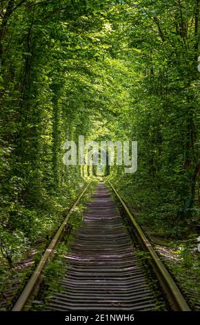 Love Tunnel (Eisenbahnstrecke im Wald bei Kleva, Ukraine. So genannt, weil vorher auf diese Weise Mädchen aus einem nahe gelegenen Dorf und Soldaten aus Stockfoto