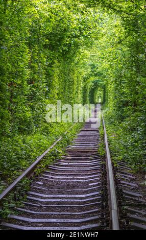 Love Tunnel (Eisenbahnstrecke im Wald bei Kleva, Ukraine. So genannt, weil vorher auf diese Weise Mädchen aus einem nahe gelegenen Dorf und Soldaten aus Stockfoto