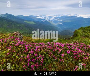 Rosa Rose Rhododendron Blüten auf nebligen und bewölkten Morgen Sommer Berghang. Marmaros Pip Ivan Berg, Karpaten, Ukraine. Stockfoto