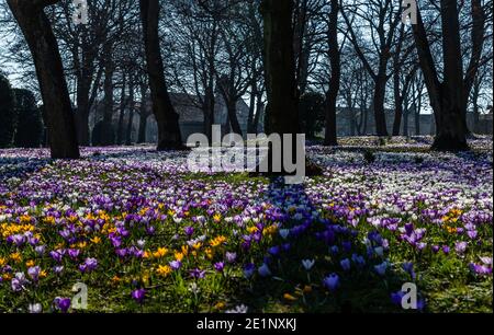 Ein Teppich voller Krokusse in voller Blüte in Lister Park, Bradford, Yorkshire, England. Stockfoto