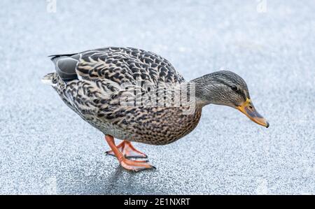 Nahaufnahme einer weiblichen Stockente (uk). Die Ente läuft auf einem gefrorenen See. Stockfoto