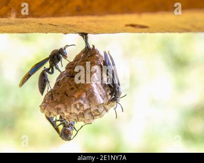 Makrofotografie von drei schwarzen Papierwespen auf ihrem Nest, die an einem Holzbalken hängen. Stockfoto