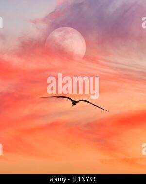 Ein Vollmond steigt in einem bunten Sonnenuntergang Himmel Wie EIN Vogel fliegt in einem vertikalen Bildformat Stockfoto