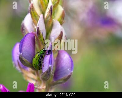 Makrofotografie eines Gurkenkäfer auf einer Lupine Blume In einem Feld in der Nähe der Kolonialstadt Villa de Leywa im zentralen Andengebirge von Colom Stockfoto