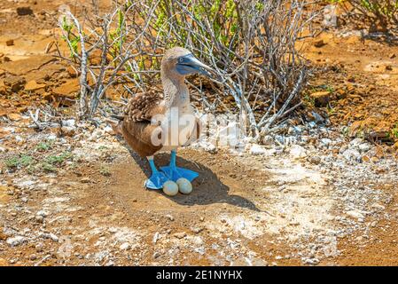 Blaufußbooby (Sula nebouxii) auf Nest mit zwei Eiern, Punta Pitt, Insel San Cristobal, Galapagos Nationalpark, Ecuador. Stockfoto