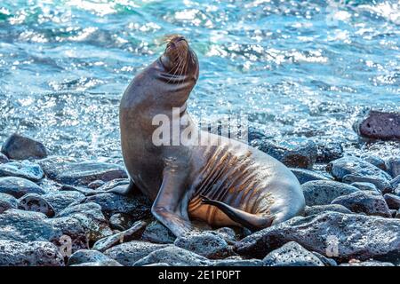 Ein Galapagos Seelöwe (Zalophus wollebaeki) auf der Insel Espanola, Galapagos Nationalpark, Ecuador. Stockfoto