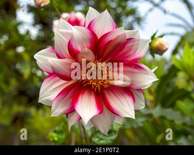 Makrofotografie einer roten und whies Dahlie, aufgenommen in einem Garten in der Nähe der Kolonialstadt Villa de Leyva in den zentralen Andenbergen Kolumbiens. Stockfoto