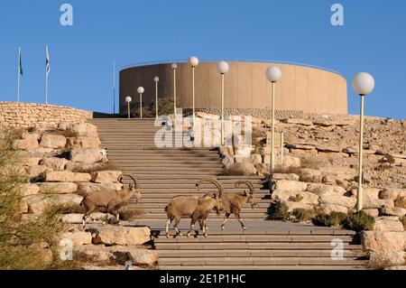 Wild Ibex in Mitzpe ramon, Israel Stockfoto