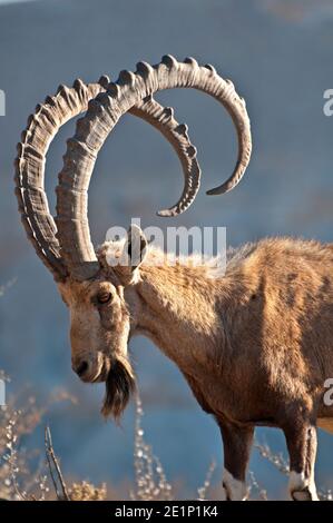 Steinbock - große männliche Hörner Stockfoto