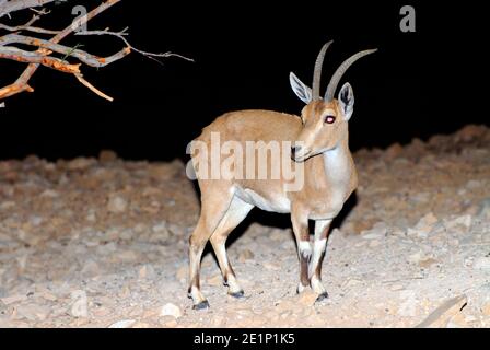 Steinbock bei Nacht, Israel Stockfoto