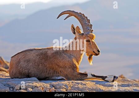 Nubian Ibex Portrait, junger Mann Stockfoto