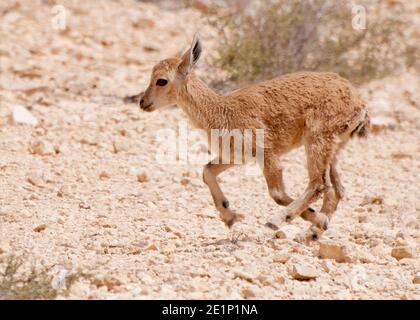 Nubian Ibex, Young Stockfoto