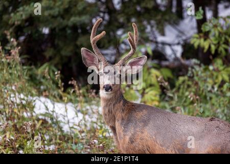 Maultier-Hirschbock (Odocoileus hemionus) mit Samtgeweih in Telluride, Colorado Stockfoto