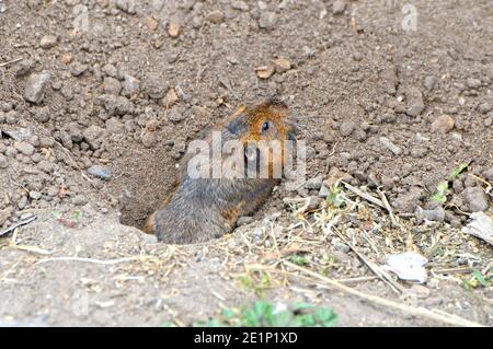 Pocket Gopher (Thomomys bottae) guckt aus dem Bau. Stockfoto