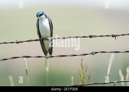 Baumschwalbe (Tachycineta bicolor) an einem Zaun, Wallowa Valley, Oregon. Stockfoto
