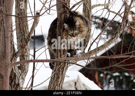 Eine Norwegische Waldkatze hat geschickt einen Baum bestiegen Winter Stockfoto