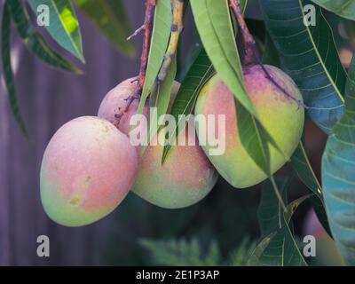 Drei rosa und grüne Mangos reifen auf einem Mango-Baum im australischen Hausgarten mit grünen Blättern, die an der subtropischen Küste Australiens hängen Stockfoto