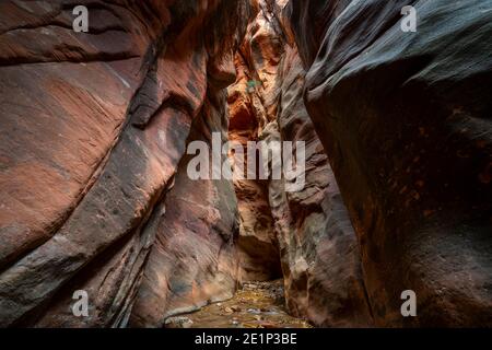 Kanarra Creek Wanderweg durch Slot Canyon, Kolob Canyons Abschnitt des Zion National Park, Utah, USA Stockfoto