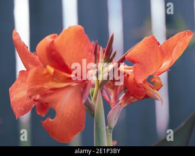 Orangefarbene Canna Lilien im Garten, die sich vor einem Hintergrund aus Streifen eines hölzernen Walzzauns abragen Stockfoto