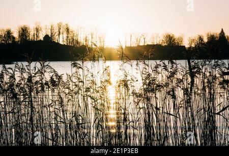 Sonnenaufgang über dem Wasser shinning durch die Pampas Gras in Schweden Stockfoto