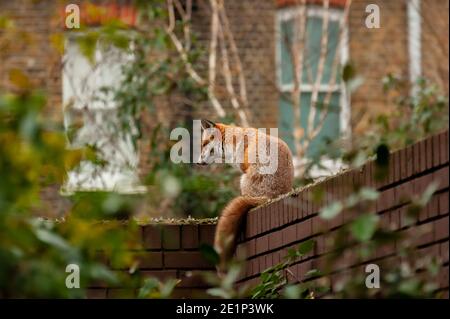 Red Fox (Vulpes vulpes) wandernd auf der Ziegelwand mit gebrochenem Glas während seines morgendlichen Territoriums Besuch in Wohngärten. London, Großbritannien. Stockfoto