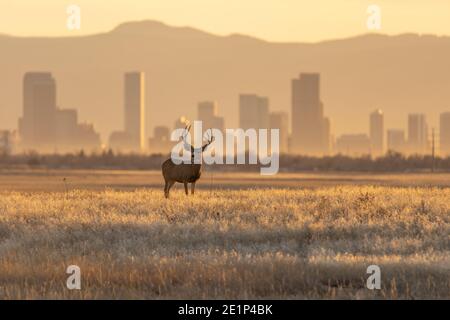 Maultier Hirsch vor dem Hintergrund der Skyline von Denver Stockfoto