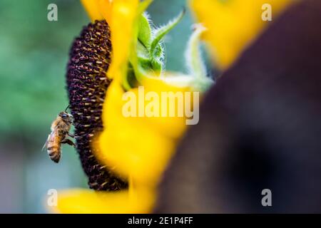 Bienen bestäubt Sonnenblume an einem warmen Sommerabend in Washington Stockfoto
