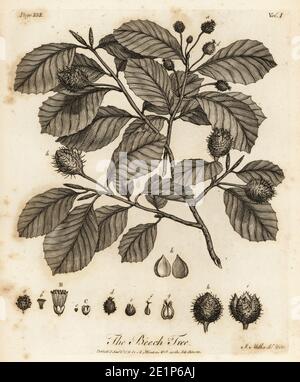 Buche oder Buche, Fagus sylvatica. Die Buche. Kupferstich gezeichnet und gestochen von John Miller (Johann Sebastian Muller) aus John Evelyns Sylva, or A Discourse of Forest Trees and the Propagation of Timer, J. Dodsley, London, 1776. Stockfoto
