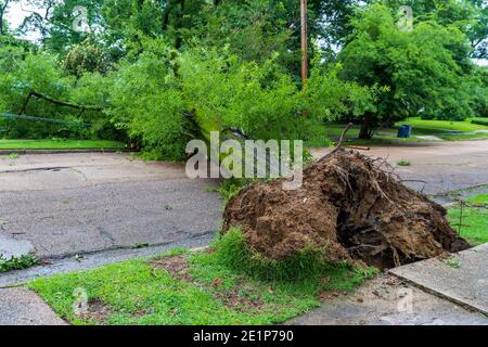 Großer Baum, der von Sturmschäden gefallen ist und eine Straße in der Nachbarschaft blockiert Stockfoto