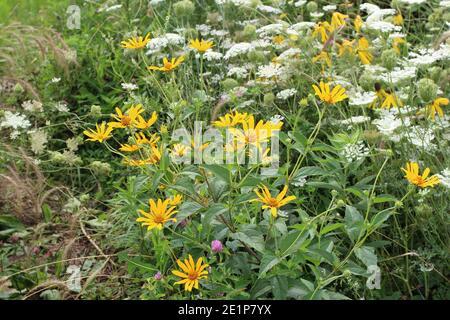 Prairie Wildblumen einschließlich frühe Sonnenblume, Queen Anne's Lace, Klee, Gelbe Kegelblumen und Gräser in Ethel's Woods Forest Preserve in Antiochia, Stockfoto