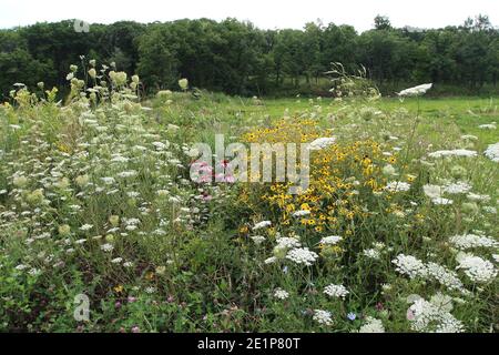 Prairie Wildblumen einschließlich Queen Anne's Lace, Klee, Gelbe Kegelblumen, Chicory, Black Eyed Susans, Purple Kegelblumen und Gräser mit einem Hain o Stockfoto