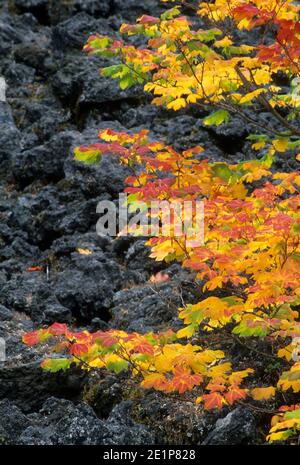 Vine Ahorn auf Lavafluss am Clear Lake, Willamette National Forest, Oregon Stockfoto