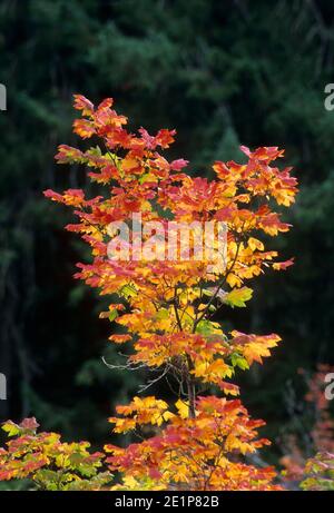 Vine Ahorn auf Lavafluss am Clear Lake, Willamette National Forest, Oregon Stockfoto