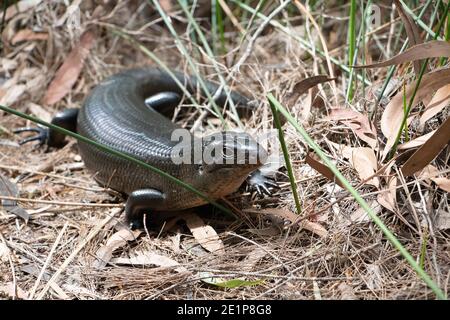 Mullet Lizard, der sich auf einem Pfad sonnt. Stockfoto