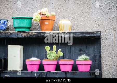 Kaktus in rosa Topf gegen Rost gebeizt Wand Stockfoto