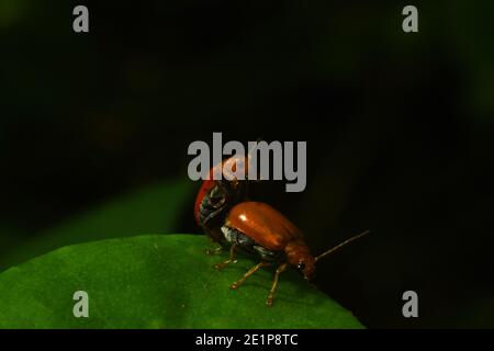 Kürbiskäfer paaren sich. Stockfoto