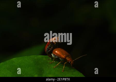 Kürbiskäfer paaren sich. Stockfoto