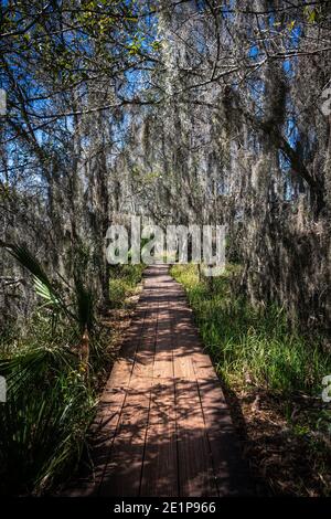 Spanish Moss deckt Board Walk im Jean Lafitte National Forest Stockfoto