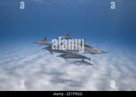 Schote von hawaiianischen Spinnendelfinen oder Gray's Spinnendelfin, Stenella longirostris longirostris, mit kleinem Kalb unten, North Kona, Hawaii, USA Stockfoto