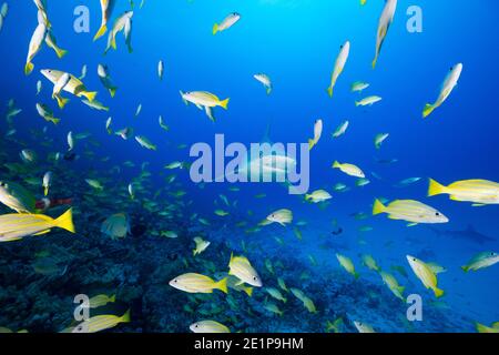 Sandbarenhai, Carcharhinus plumbeus, mit parasitären Copepoden auf Schnauze, schwimmt durch Schule von blaureifen Schnapper oder Taape, Kona, Hawaii, USA Stockfoto