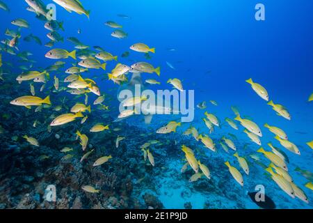 Sandbarenhai, Carcharhinus plumbeus, schwimmt durch die Schule des bluestreifen Schnappers, Honokohau, North Kona, Hawaii, USA Stockfoto