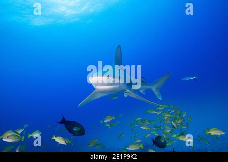 Sandbarenhai, Carcharhinus plumbeus, mit parasitärem Copepod hinter Kiemen, schwimmt durch die Schule des bluestreifen Schnappers, Kona, Hawaii, USA Stockfoto