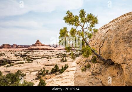 Natur, Kampf, einen Weg finden. Ein Baum wächst von der Seite eines Sandsteinfelsen. The Needles, Canyonlands National Park, Utah, USA. Stockfoto