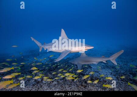 Sandbarhaie, Carcharhinus plumbeus, mit parasitären Copepoden auf ihren Köpfen, schwimmen über einem Korallenriff mit Schule von blaureifen Schnappern, Kona, Hawaii Stockfoto