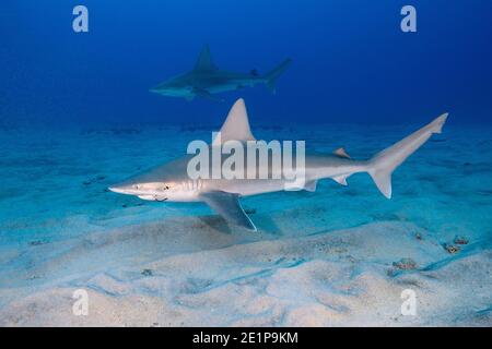 Sandbarenhai, Carcharhinus plumbeus, mit Fischhaken in Mundwinkel und parasitären Copepoden auf Kopfseite, Honokohau, Nord Kona, Hawaii, USA Stockfoto