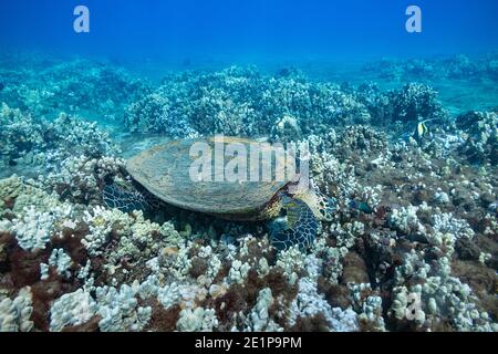 Hawksbill Meeresschildkröte, Eretmochelys imbricata (gefährdete Arten), ernährt sich von Algen und Wirbellosen, die am Korallenriff wachsen, Kahekili Beach Park, Maui Stockfoto