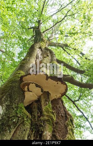 Hoch an einem Baum im deutschen Wald mit Zunder schauen Schwammpilz Stockfoto